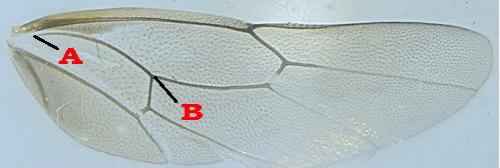 Aptesis flagitator